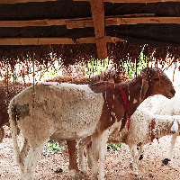 Local sheep breed Ghana